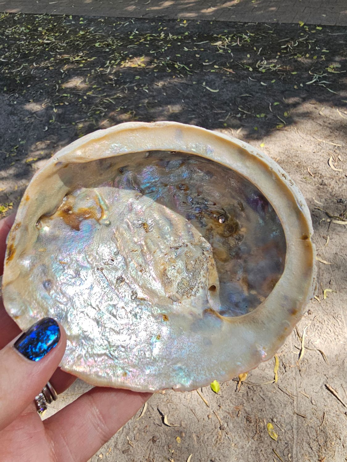 Abalone shell
