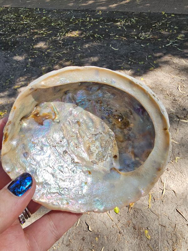 Abalone shell