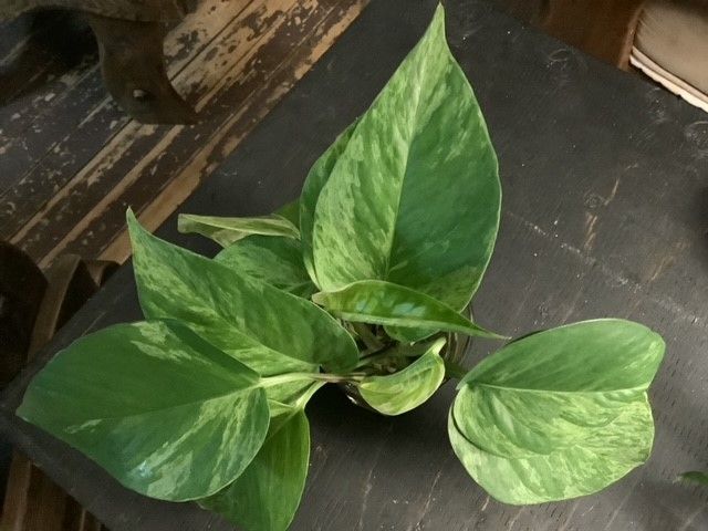 Pothos Marble Queen