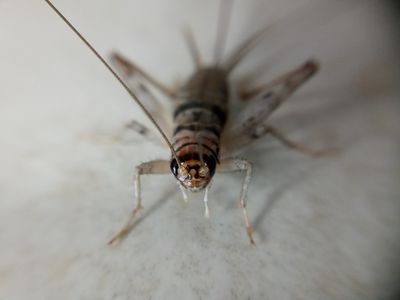Grillons / Crickets