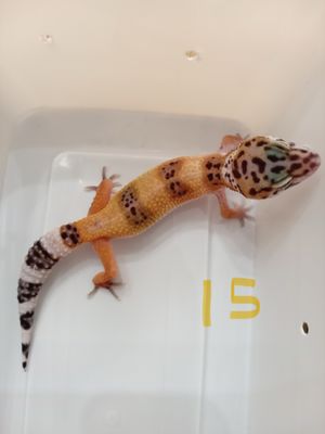 Tangerine Bold Stripe Mack snow Albino (Tremper)