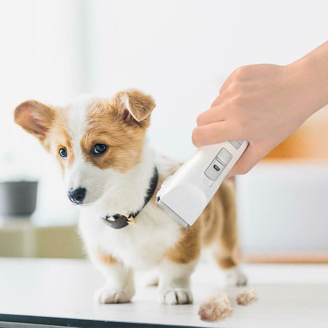 Tondeuse pour animaux / Pet clippers.