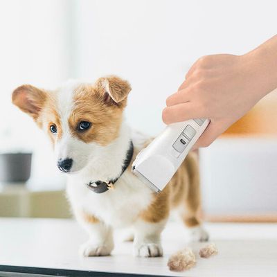 Tondeuse pour animaux / Pet clippers.