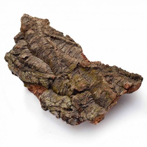 Écorce de liège petit / Small cork bark.