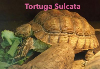 Tortue Sulcata bébé Précommande / Sulcata baby turtoise Pre-order