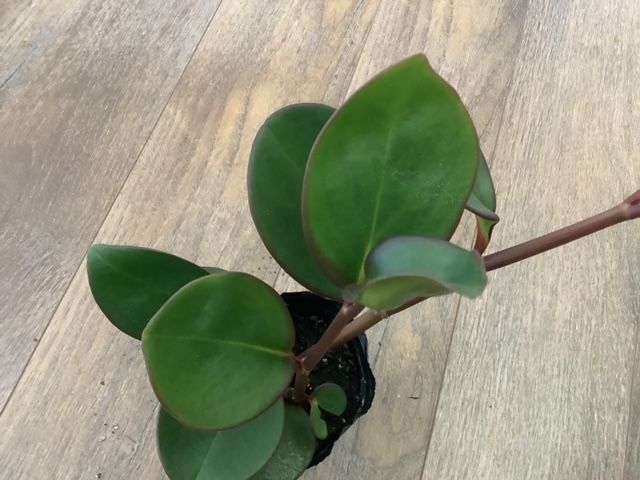 Pepperomia