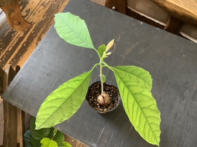 avocado tree