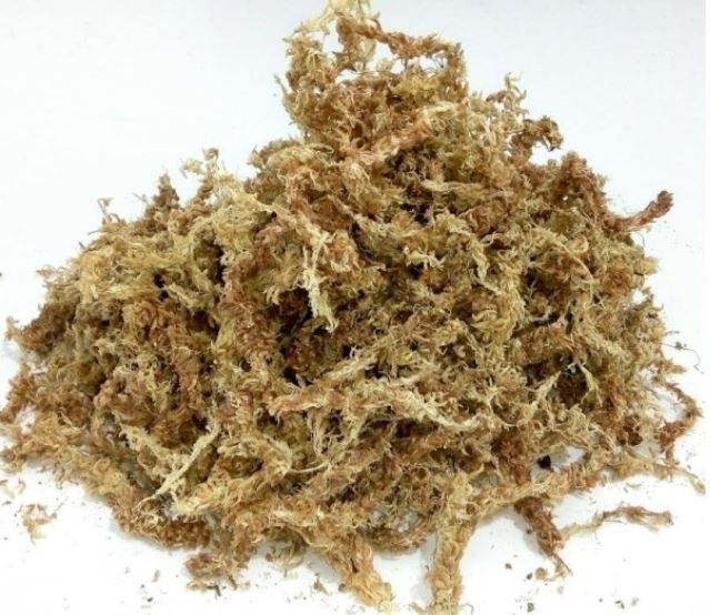 Mousse de sphaigne / Sphagnum moss