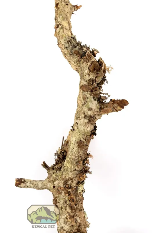 Thin 24&#39;&#39; cork bark branch