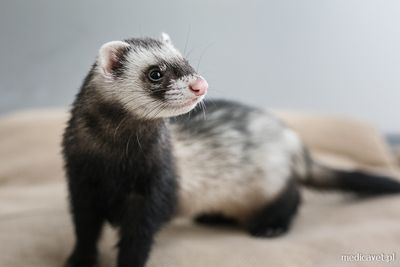 Furet &#39;&#39;Marshall&#39;&#39; / &#39;&#39;Marshall&#39;&#39; ferret