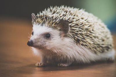 Hérisson Africain Nain / African Dwarf Hedgehog