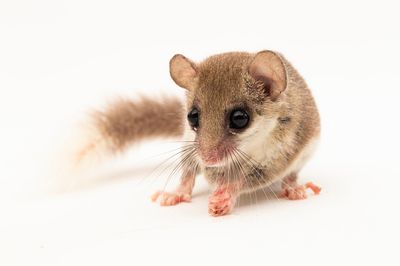 Loir Pygmee D&#39;Afrique / African Pygmy Dormouse