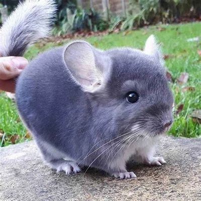 Chinchilla