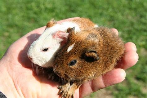 Cochon d&#39;Inde / Guinea pig