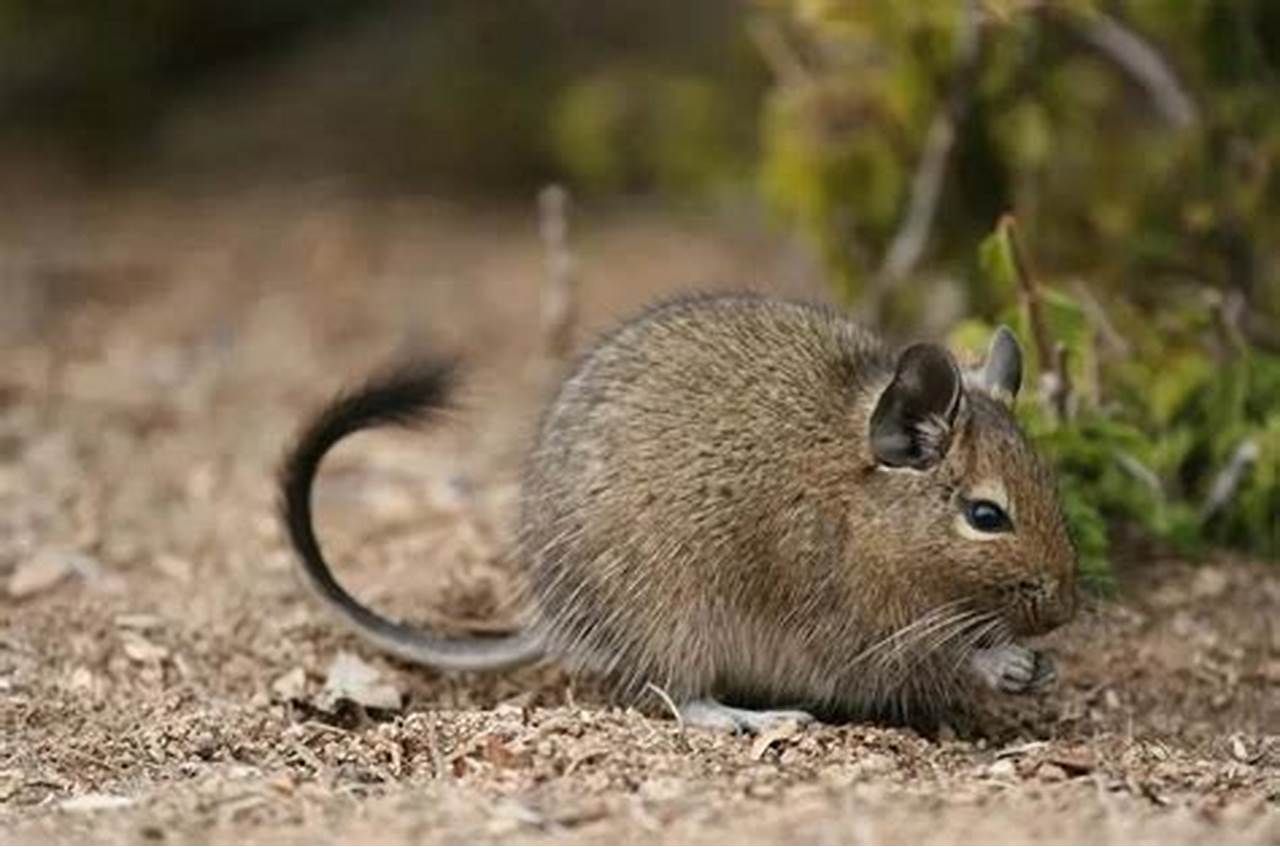 Dégu / Degus