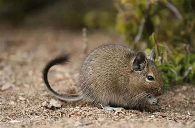 Dégu / Degus