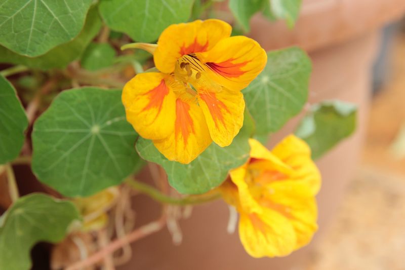 Graines de capucines / Nasturtium seeds.