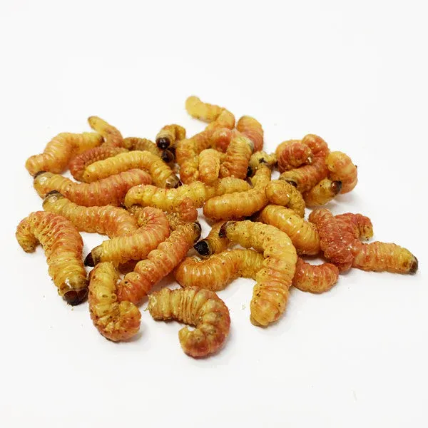 Vers de beurre / Butterworms