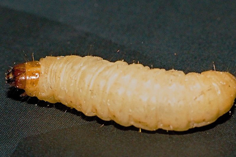 Vers de cire / Waxworms