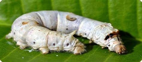 Vers à soie / Silkworms