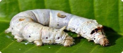 Vers à soie / Silkworms