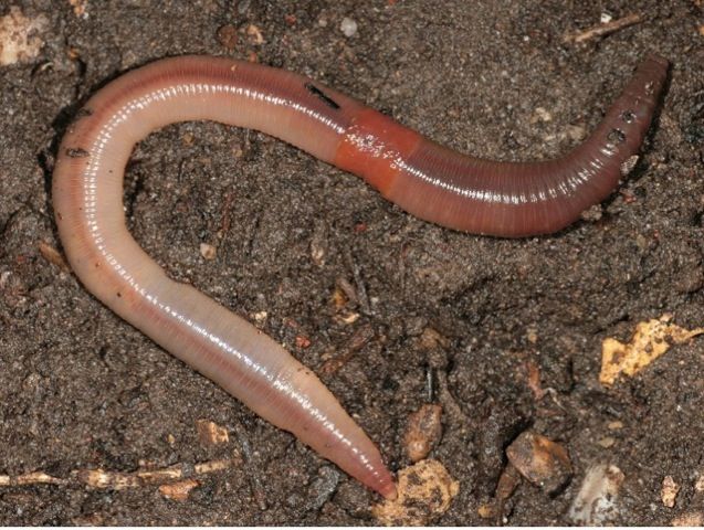 Vers de terre / Earthworms