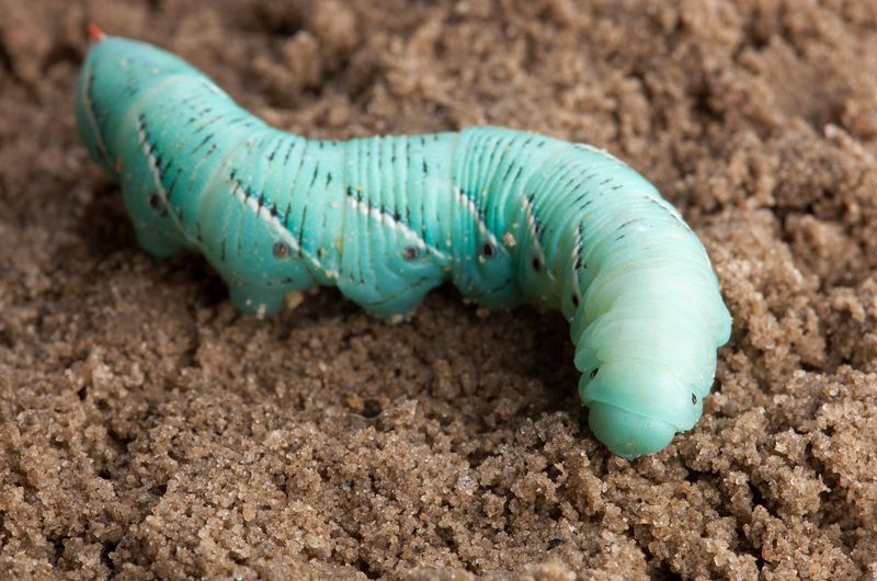 Nourriture à ver Goliath / Hornworms food