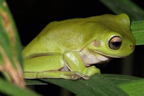 White tree frog