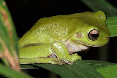 White tree frog
