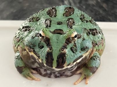 Amphibians