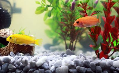Aquarium