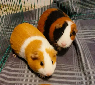 Rodents