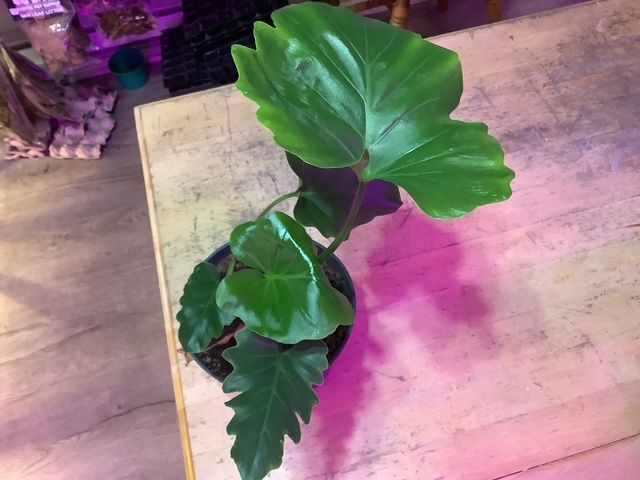Philodendron Selloum