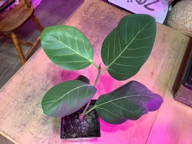 Ficus Benghalensis Gros / Large Ficus Benghalensis