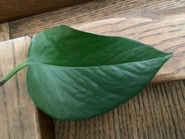 Pothos Jade