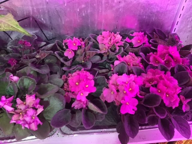 Violette africaine rose Large / African violet pink Large