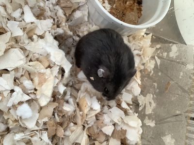 Rodents and small live animals