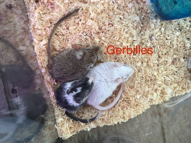 Gerbille / Gerbil