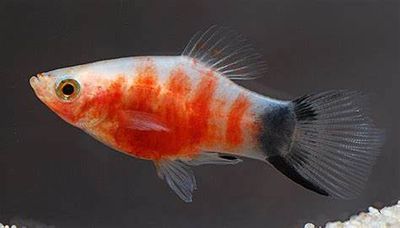 Platy Tigre / Platy Tiger