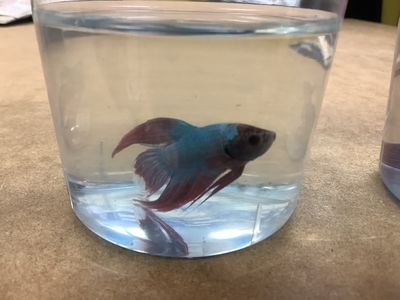​Regular male betta.