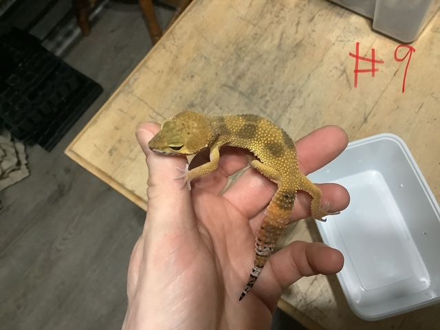 Gecko Léopard Bold Tangerine Het Albino (Tremper)