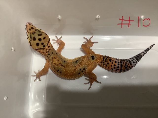 Gecko Léopard Tangerine Het Albino (Rainwater) Mack Snow