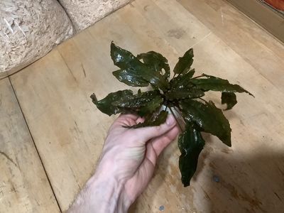 Cryptocoryne Wendtii Rouge