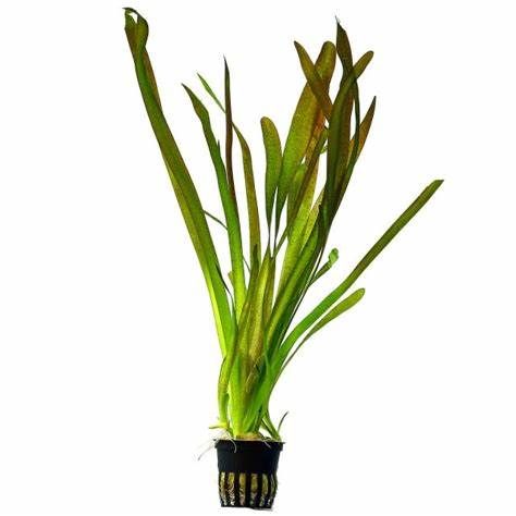 Vallissneria gigentea