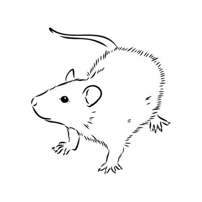 Rat congelé Pinky 4-7 grammes (À l&#39;unité)