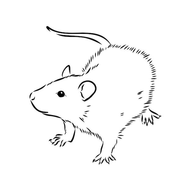 Rat congelé Moyen 100-130 grammes (À Unité)