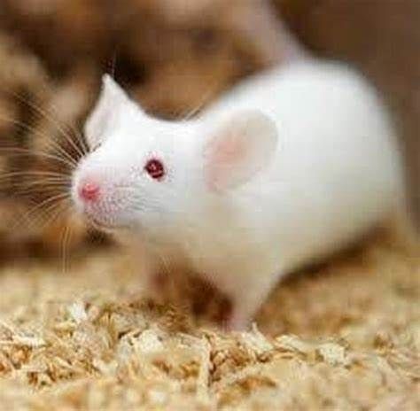 Souris blanche
