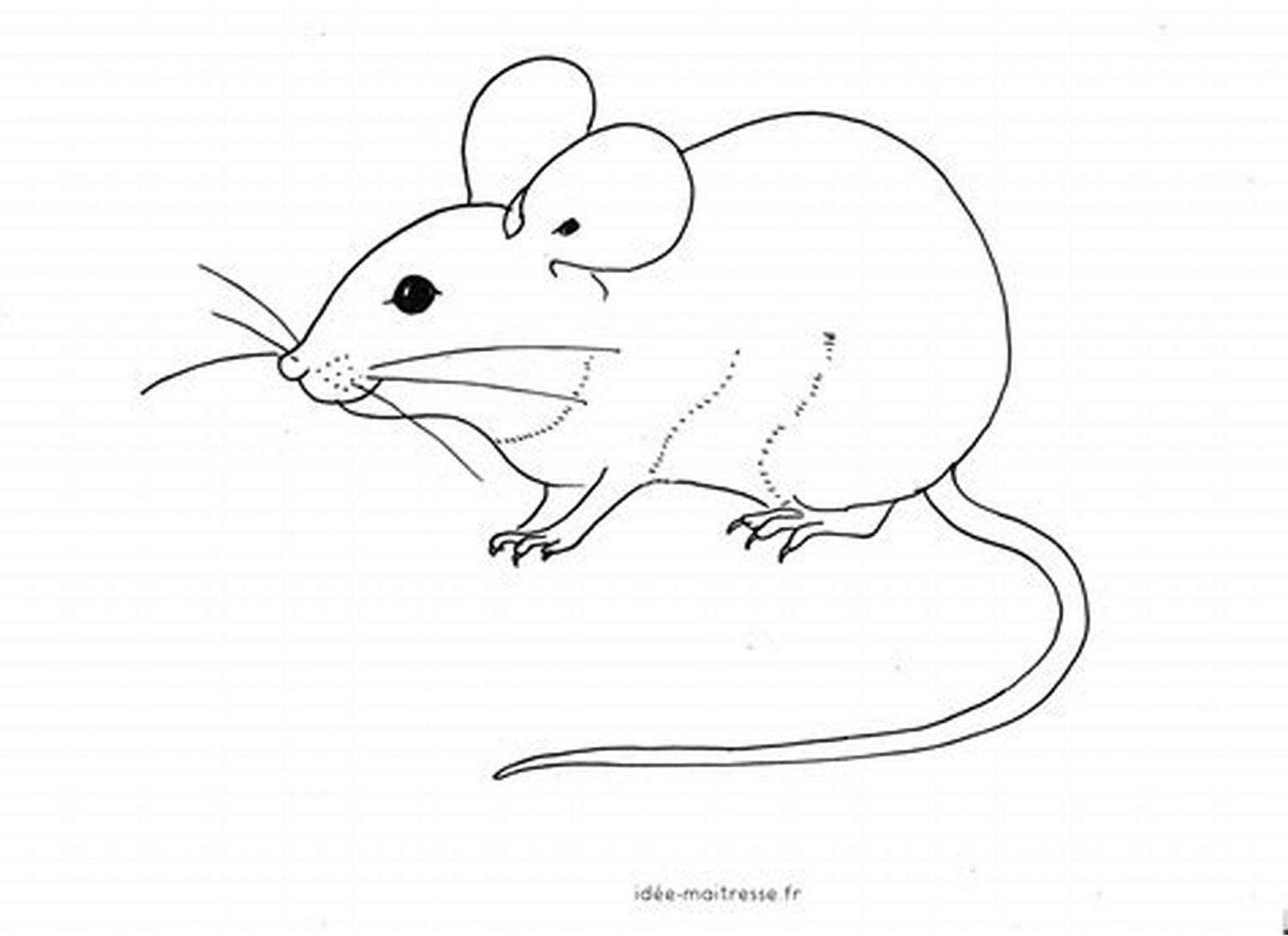 Souris congelé Adulte (Vendu en paquet de 25)