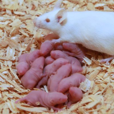 Souris vivante Pinky 1-3 grammes (Vendu à l&#39;unité)