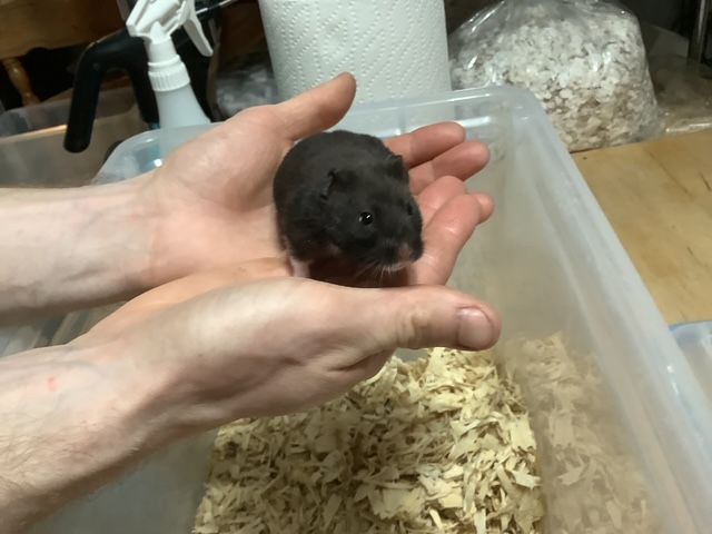 Hamster syrien #1